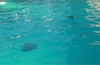 Bank officer found dead in swimming pool of private hotel